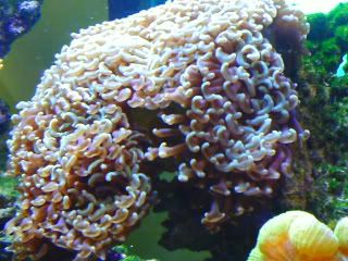 Hammercoral0004.jpg