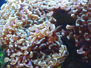 Hammercoral0005.jpg