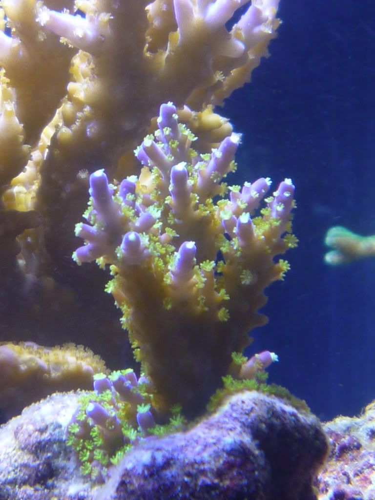 reefing the australian way
