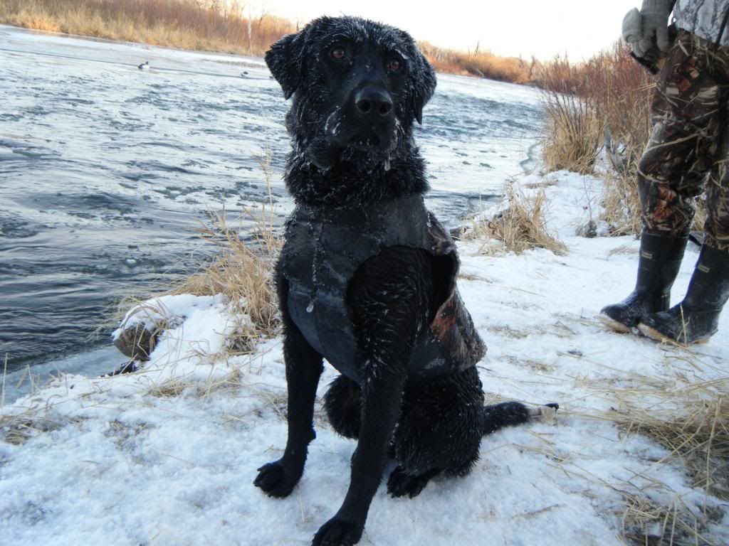 When is it too COLD for water? | RetrieverTraining.Net - the RTF