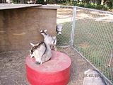 Rosebank Farms goats