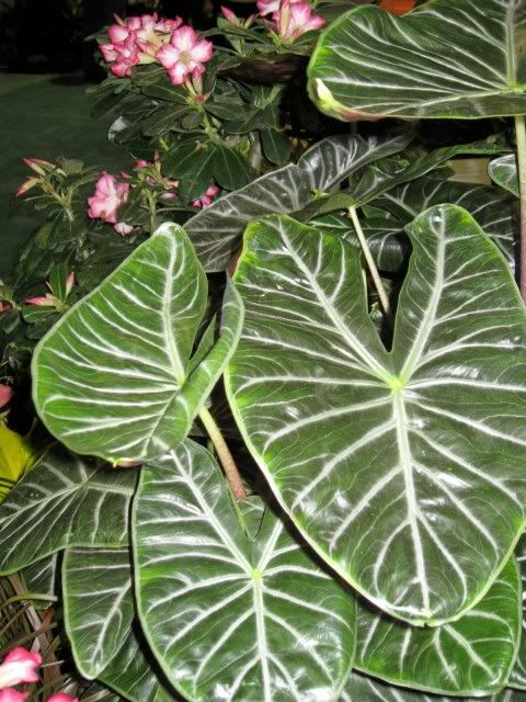 img_4182.jpg