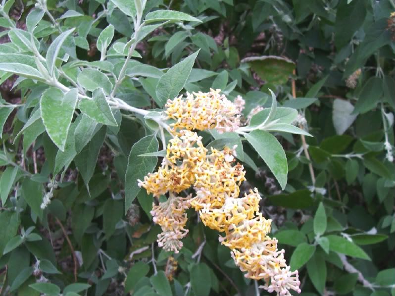 buddleia officinalis