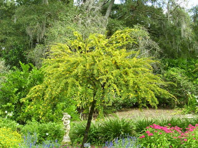 cassia tree florida