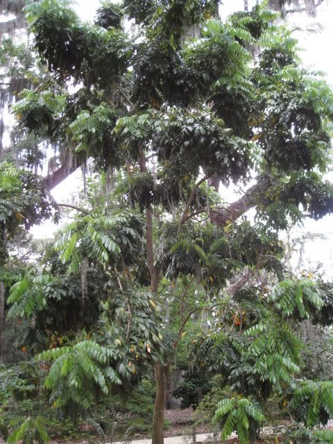Black Bean Tree