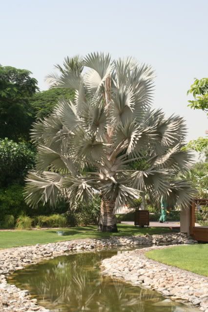 DubaiPlants-3-0103.jpg