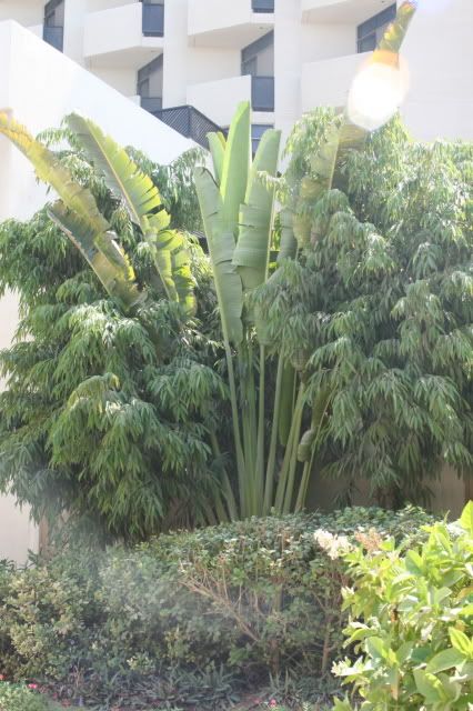 DubaiPlants0067.jpg