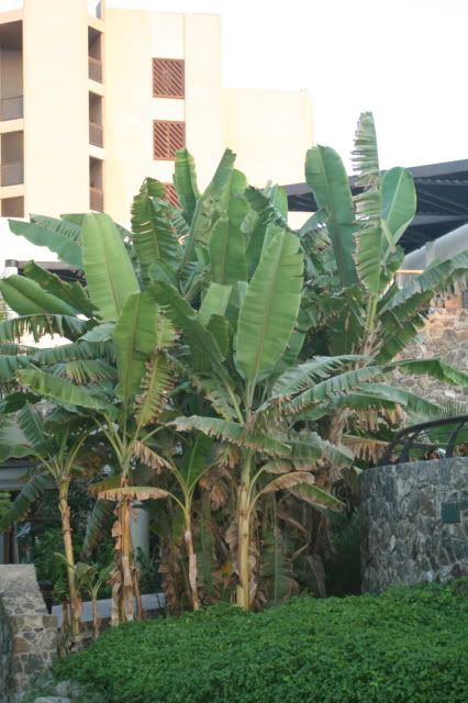 DubaiPlants0691.jpg