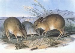 250px-PigFootedBandicoot.jpg