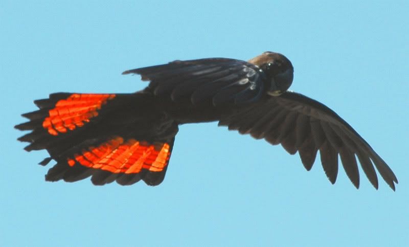 Black-Cockatoo_Glossy2_Harris.jpg