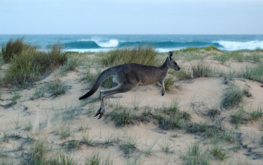 EasternGreyFemaleairborneatbeachcar.jpg