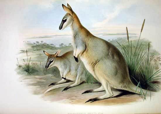 Macropus_greyi_-_Gould.jpg