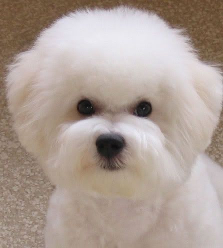 Bichon,small,dog