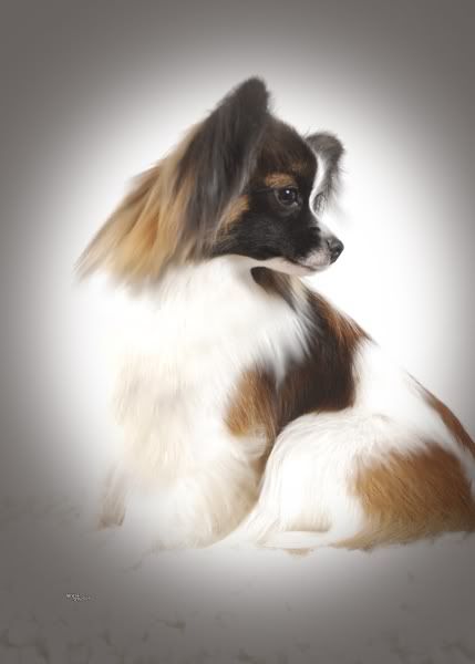 Papillon,small,dogs