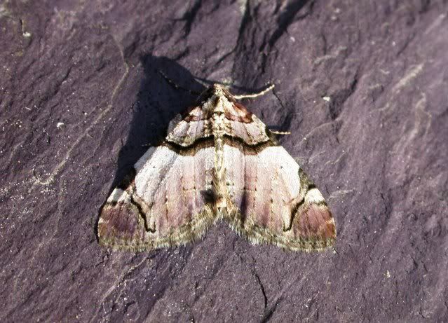common carpet moth. common marbled carpet