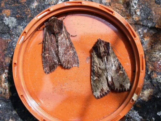 common carpet moth. common marbled carpet 3