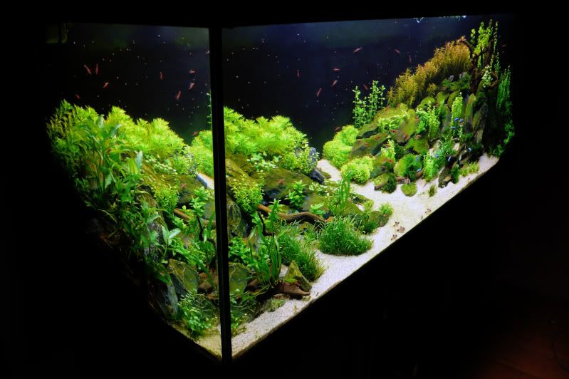 Aquaplant Exchange • Toon onderwerp - TE KOOP: wedstrijdaquarium 150 ... Aquaplant Exchange • Toon onderwerp - TE KOOP: wedstrijdaquarium 150 ...