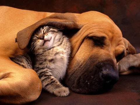 dogs and cats together. Dogs And Cats Can Live In
