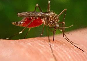 mosquito
