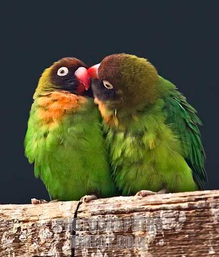 lovebirdskissing.jpg