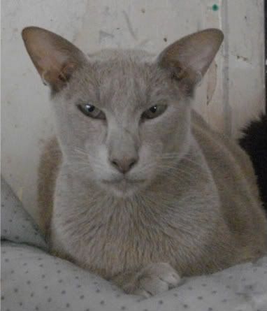 Does anyone have Oriental shorthair cats… - Reptile Forums