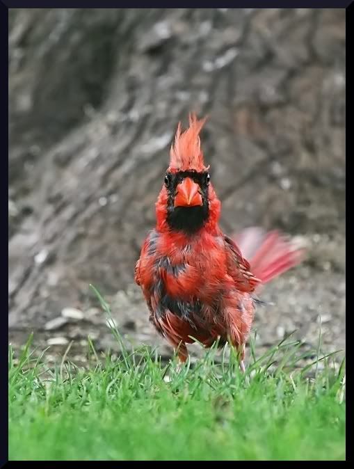 IMAGE: http://i215.photobucket.com/albums/cc74/stargate87/nature/Card125PB.jpg