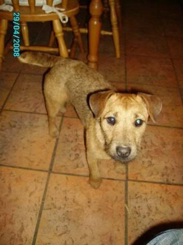 patterdale terrier stud dogs