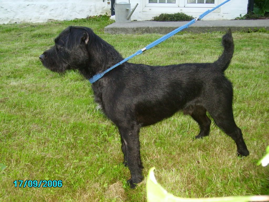 ? Best ratting dog? Page 2