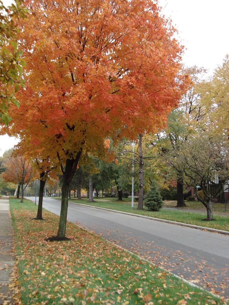 A tree lined street in Oakwood, Ohio