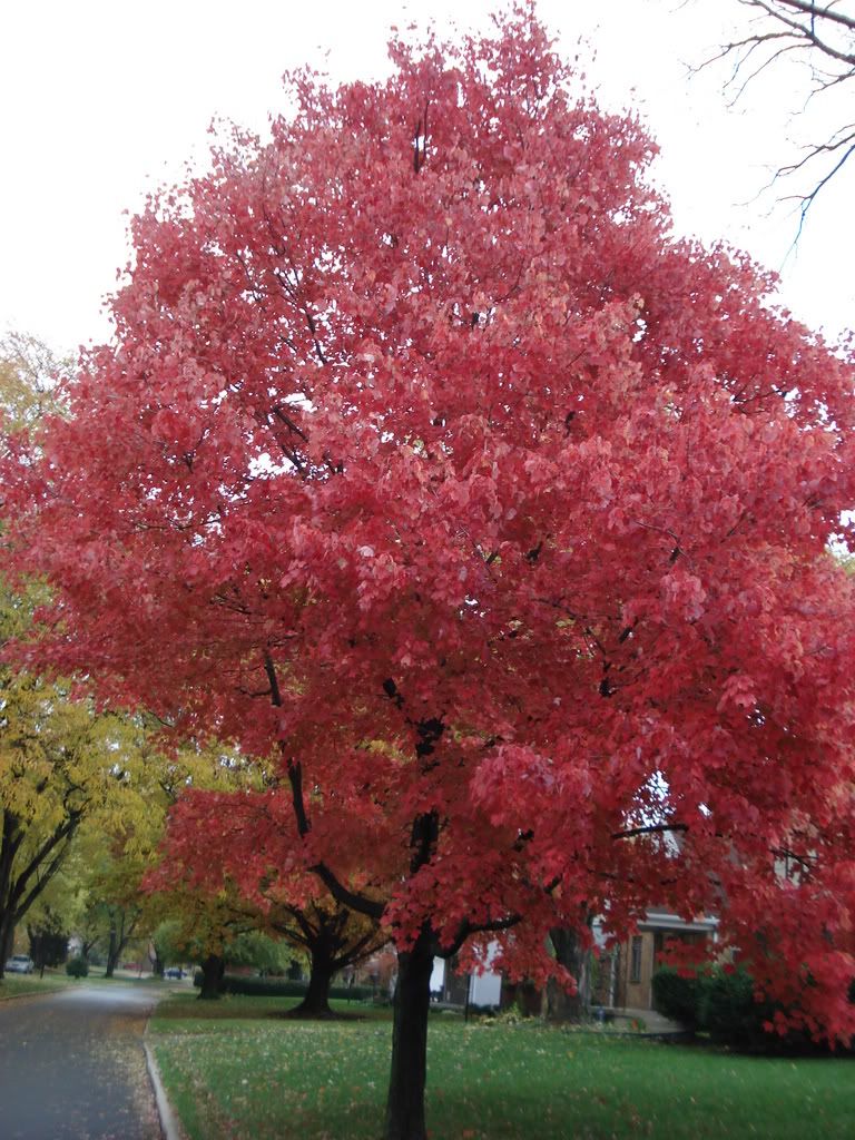 Bright red tree on Beverly Place in the fall.