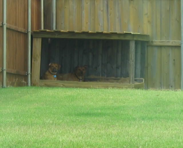 Dog won't stop digging Springfield XD Forum