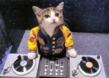 ec9d3eb9.jpg THE CAT IS OUT OF THE BAG image by tashasimo87