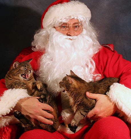 Cat Santa Pictures, Images and Photos