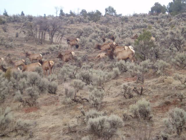 Elk-3-21-09.jpg