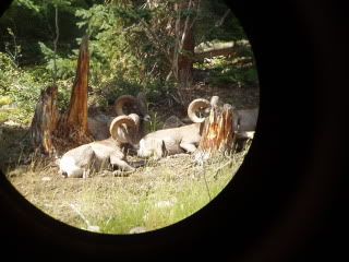 SheepSeason2009018.jpg