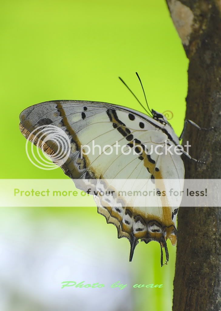 在风水树开餐的蛱蝶