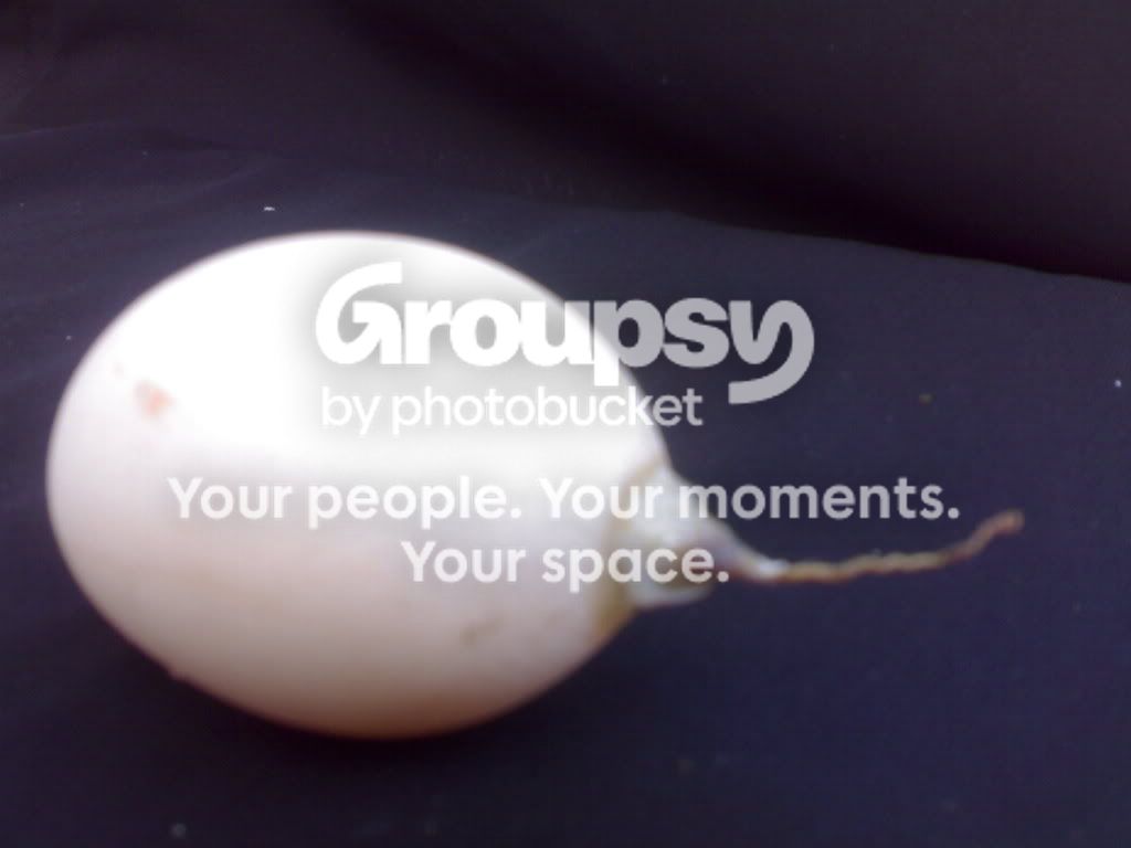 04022009120.jpg