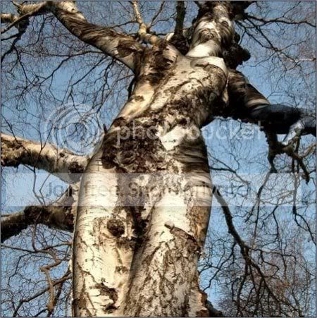 amazing_tree.jpg