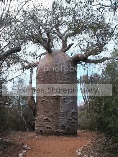 amazing_tree11.jpg