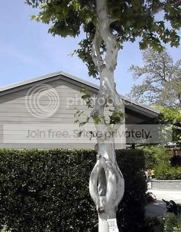 amazing_tree12.jpg