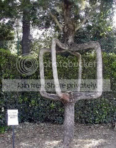 amazing_tree13.jpg