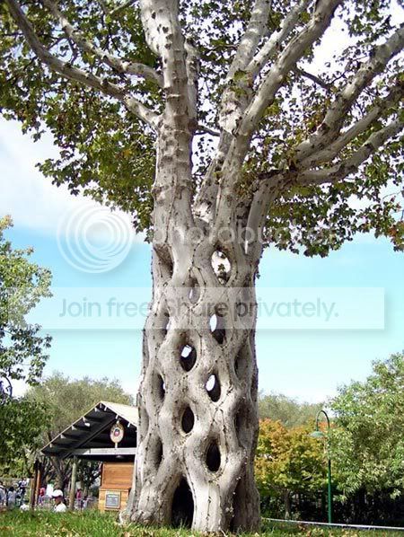 amazing_tree2.jpg