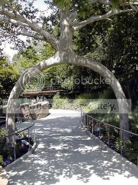 amazing_tree3.jpg