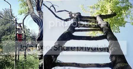 amazing_tree4.jpg