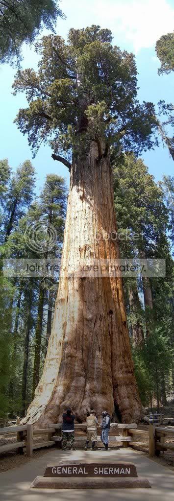amazing_tree6.jpg