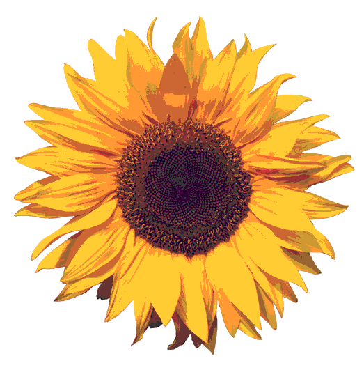 sunflowerAll.gif