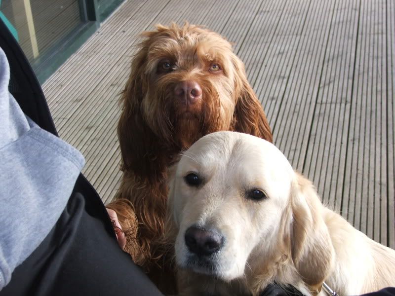 White villein on doggy