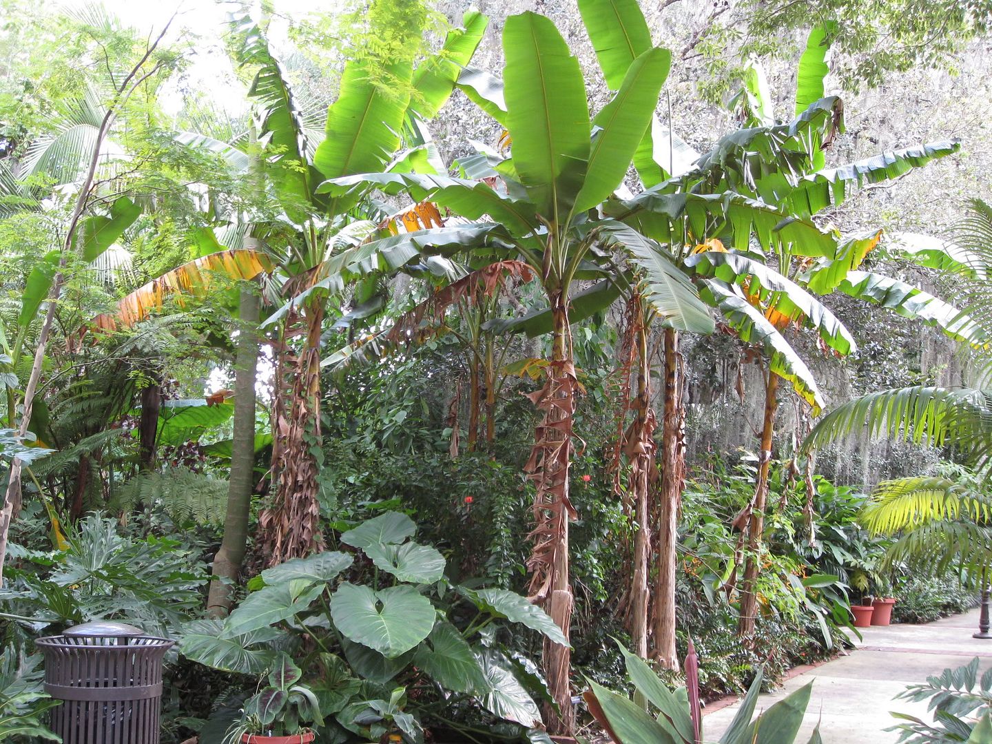 Musa Itenerans - TROPICAL LOOKING PLANTS - Other Than Palms - PalmTalk