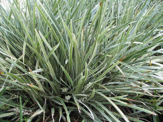 Ophiopogon Intermedius 'Argenteomarginatus' Photo by Leu51 | Photobucket